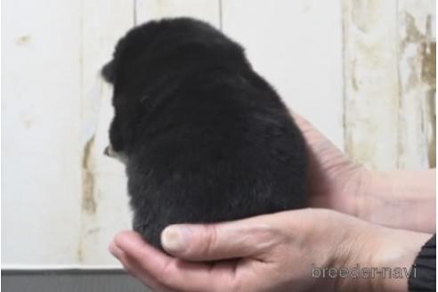 成約済の埼玉県の柴犬-209894の3枚目